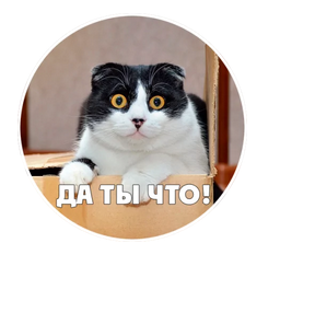 Кошка фолд